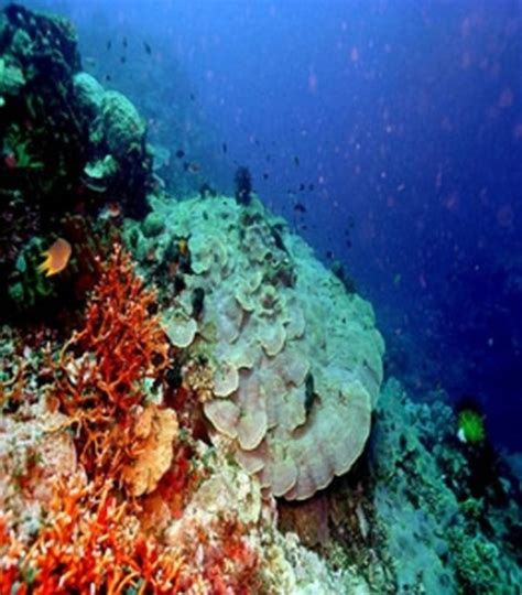 Membidik Ragam Fauna Papua Dari Cagar Laut Teluk Cendrawasih