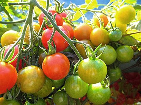 Tiny Tim Tomato Seeds 650 Dwarf Heirloom Tomato Seeds For Planting