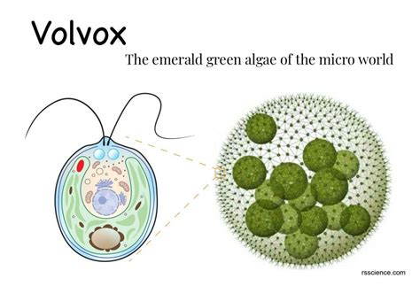 Volvox The Emerald Green Algae Of The Micro World Green Algae