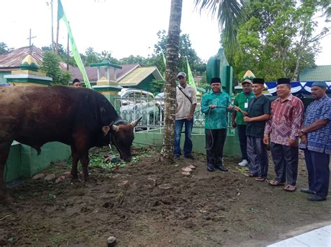 Idul Adha 1445 H Bupati Manokwari Serahkan Bantuan Hewan Korban 120