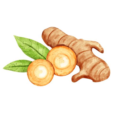 Watercolor Turmeric Clip Art 23324093 Png