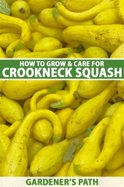 Learn How To Plant And Grow Crookneck Squash Gardeners Path