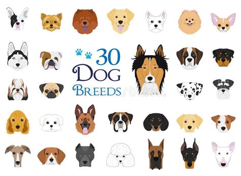 Dog Breeds Collection Stock Vector Illustration Of Doberman 71684502