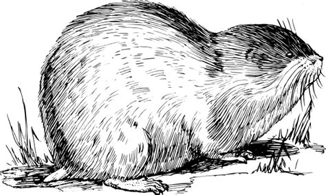 Lemming Clip Art At Clker Vector Clip Art Online Royalty Free