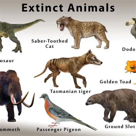 Names Of Extinct Animals, Extinct Animals With Names And Pictures Names ...