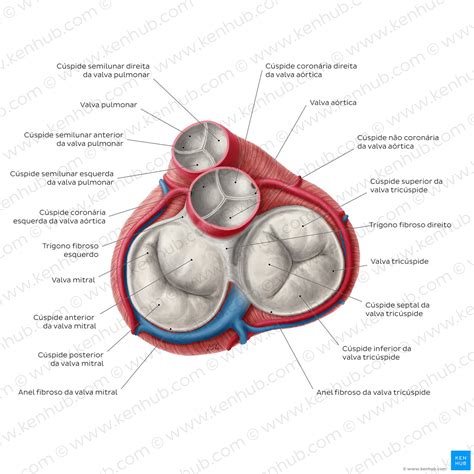 Quais Sao As Valvas Cardiacas Braincp