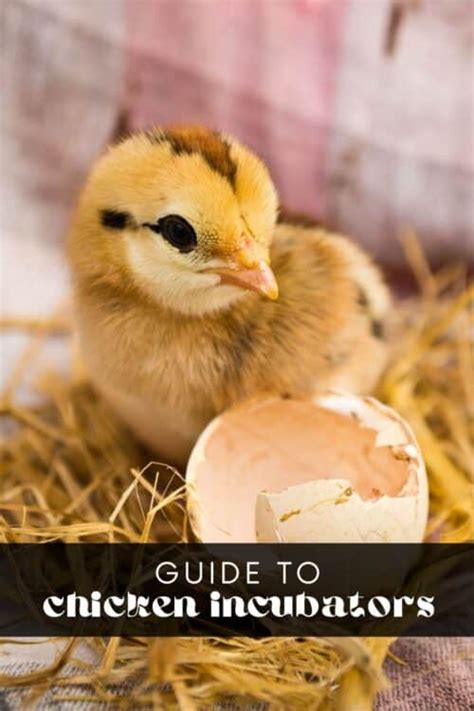 Incubating Chicken Eggs • Longbourn Farm