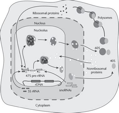 The Nucleolus Assignment Help Homework Help Online Live Tutoring ...