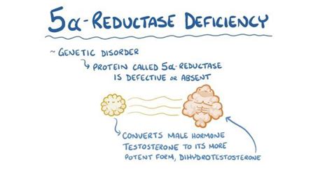 5 Alpha Reductase Deficiency Video And Anatomy Osmosis