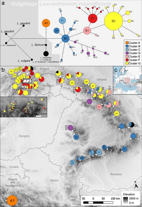 Haplotype network and haplotype distribution. (a) Haplotype network... | Download Scientific Diagram