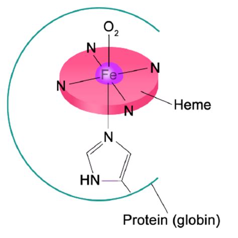 Heme Element In Hemoglobin Download Scientific Diagram