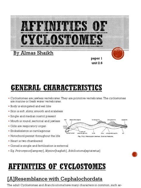Affinities Of Cyclostomes Pdf Vertebrates Organ Anatomy