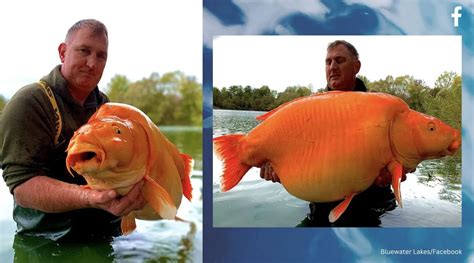 Worlds Biggest Goldfish