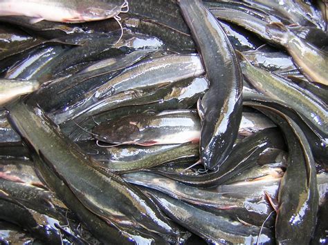 Ikan Lele Berkembang Biak Dengan Cara Panduan Lengkap