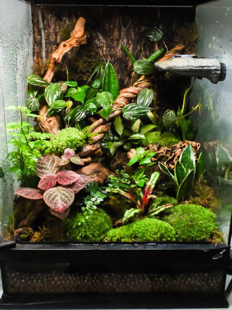 11 Best Crested Gecko Cages Images Crested Gecko Gecko Cage Reptile