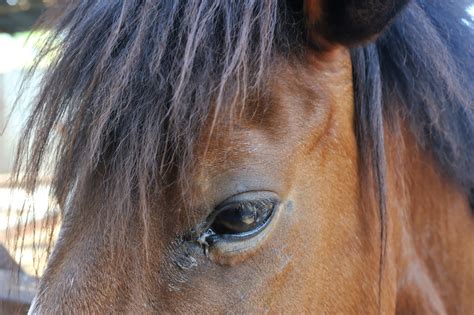 7 Common Equine Eye Conditions Veterinary Vision Center