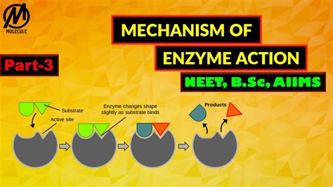 Enzymes Mechanism Of Enzyme Action B Sc M Sc Enzymes Part