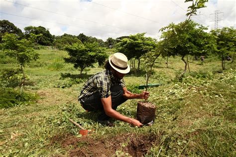 Aprenda a plantar e cuidar de uma muda de árvore Local Diario de