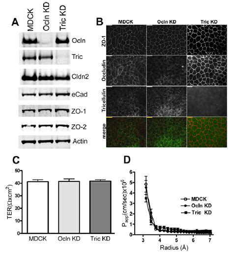 Characterization Of Occludin And Tricellulin Knockdown Kd Mdck Cell