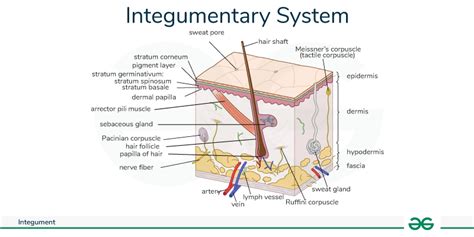 Diagram Of Human Organs Geeksforgeeks