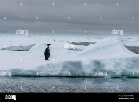 Emperor Penguin Aptenodytes Forsteri On Iceberg Larsen C Ice Shelf