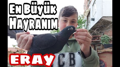 En Büyük Hayranım Eray Kocaeli Güvercin Kümesleri İzmit Oyun Kuşu İzmit Oyun Güvercini Youtube