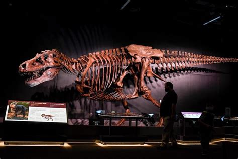 Sue The T Rex Has Taken Over Denver Museum Of Nature And Science And It