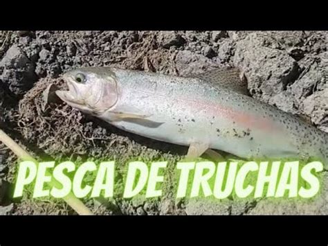 Incre Ble Jornada De Pesca De Truchas En Aguas Cristalinas Pesca