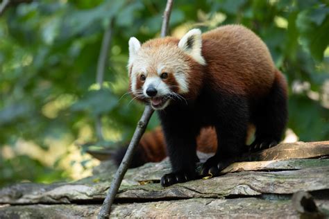 Nepalese Red Panda Ailurus Fulgens Zoochat