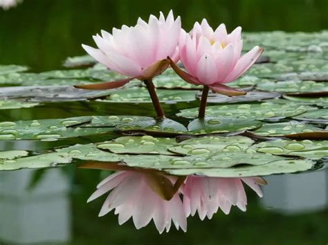 Aprende Todo Lo Necesario Sobre La Flor De Loto Budismo Aquí