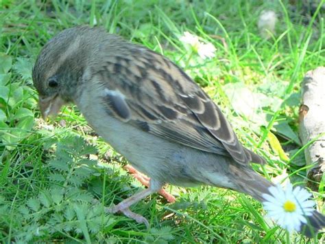 Free picture: house, sparrow