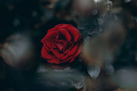 Flowers Rose Flower Rose Bud Blur Smooth HD Wallpaper Pxfuel