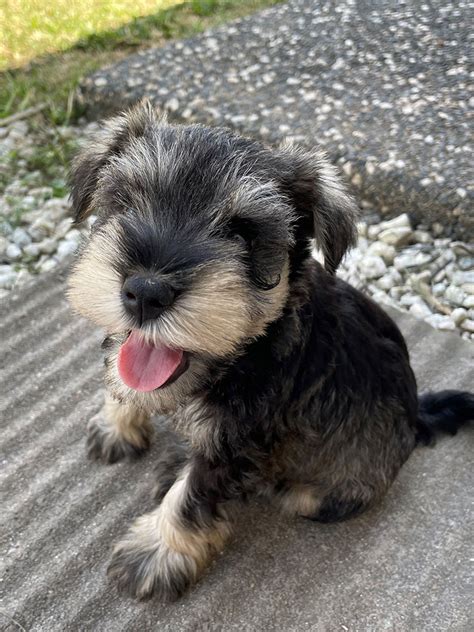 Miniature Schnauzer Breeder Brisbane - Black Winter K9 Group