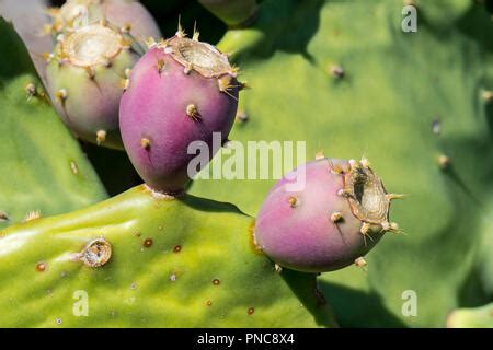 Indische Bild Opuntia Barbary Abb Opuntia Ficus Indica