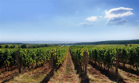 ЗА НАС - ЕнорамаЕнорама - Вино, червено вино, бяло вино, розе