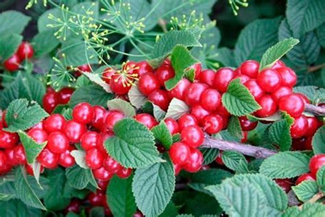 Лучшие сорта войлочной вишни и их особенности | Ферма.expert 🌿 | Дзен