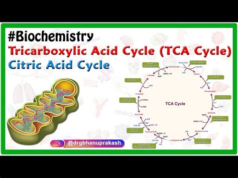 Kreb Cycle Animation