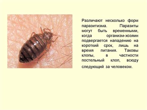 Формы паразитизма - презентация онлайн