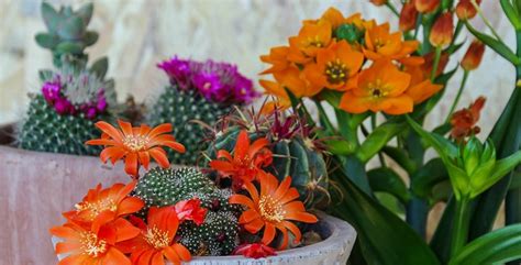 Le piante grasse con i fiori dai colori più belli