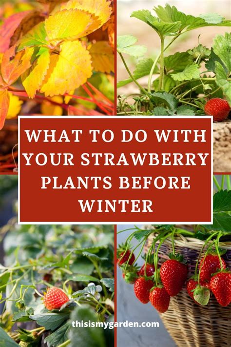 Preparing Your Strawberry Plants For Winter