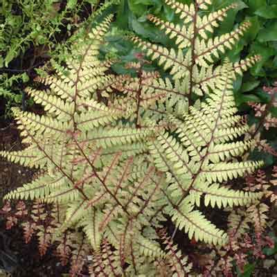 Athyrium otophorum 'Okanum' - Dorset Perennials