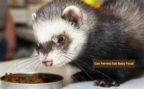 Can Ferrets Eat Baby Food Know The Real Facts Ferret Adviser