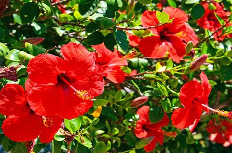 Benefits Of Hibiscus Flower गुड़हल के फूल में छिपे हैं कई सारे गुण