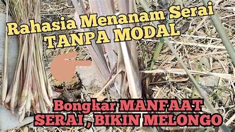 CARA MENANAM SEREH SERAI DI RUMAH MENANAM SERAI DARI NOL DI TANAH ATAU