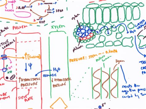 A Level Transport In Plants Revision Poster Teaching Resources