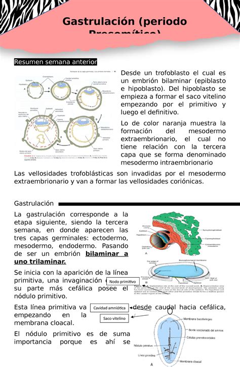 apuntes de los periodos de gastrulación somitico prefetal y fetal