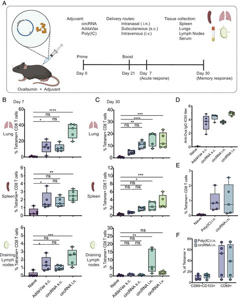 Circular Rna Vaccine Induces Potent T Cell Responses Pnas