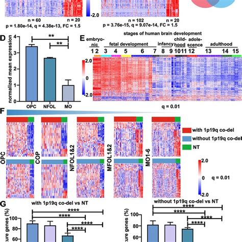 Suppressed Myelination Program In Pm Gliomas From The Cgga Dataset A