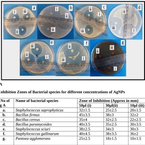 A Bacterial Inhibition Zones On Agar Plates Against Phytochemically