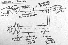 Brain Stem Reflexes Flashcards | Quizlet